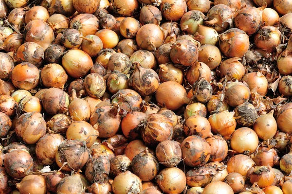 Soğan kırpma, bir yığın görünümü kapatın