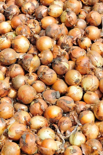 harvest of red onion at field