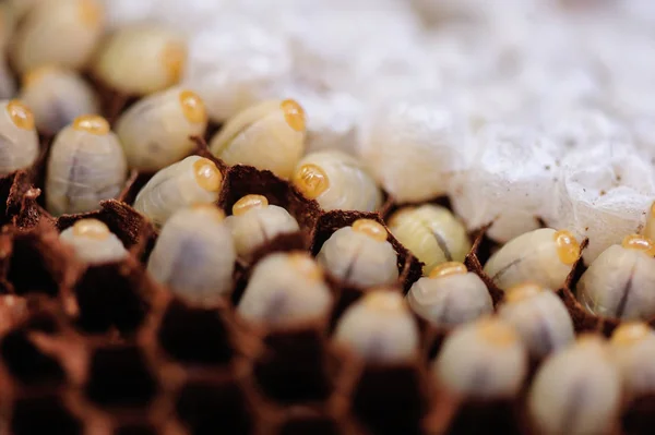 スズメバチの巣 polist — ストック写真