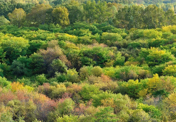 Colorato Paesaggio Forestale Autunnale — Foto Stock