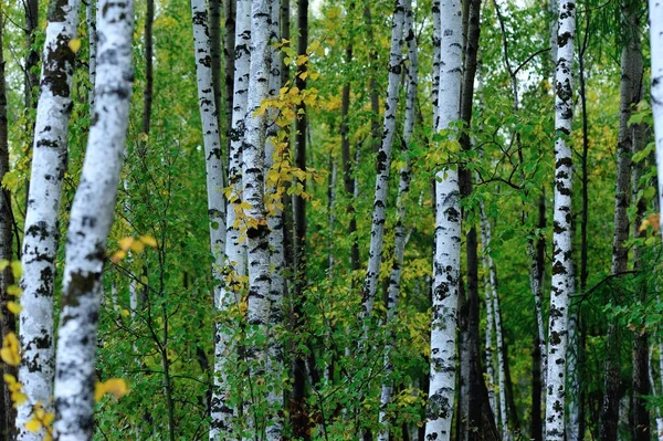 Bétulas Brancas Floresta Outono — Fotografia de Stock