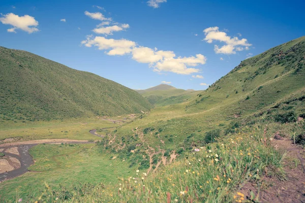 Belas Flores Pequenas Grama Verde Vale Montanha Sob Céu Azul — Fotografia de Stock