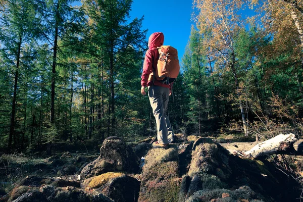 Kvinna Backpacker Vandring Skogen Höst — Stockfoto