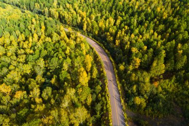 sonbahar ormandaki asfalt yol