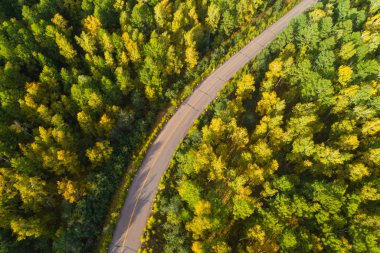 sonbahar ormandaki asfalt yol