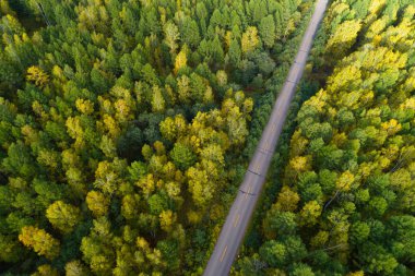 sonbahar ormandaki asfalt yol