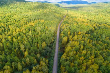 sonbahar ormandaki asfalt yol