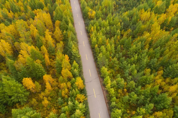 Asfaltowa droga w lesie autumnal — Zdjęcie stockowe