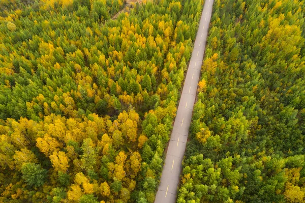 Estrada de asfalto na floresta outonal — Fotografia de Stock