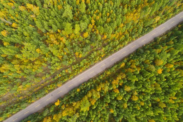 Asfaltowa droga w lesie autumnal — Zdjęcie stockowe