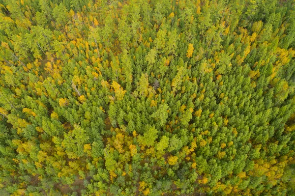 Paisaje forestal otoñal — Foto de Stock