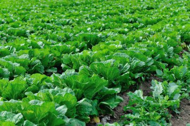 Yeşil Çin lahanası