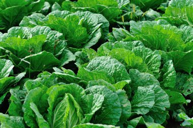 Yeşil Çin lahanası