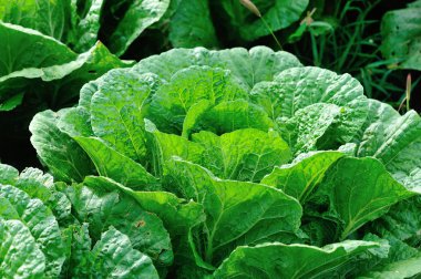 Yeşil Çin lahanası