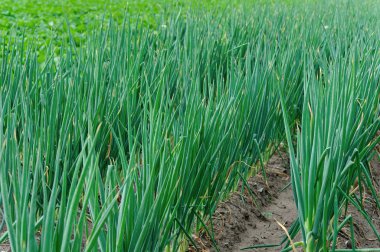 Çin lahanası ve soğan bitkileri
