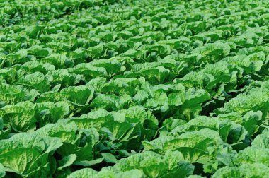 Yeşil Çin lahanası