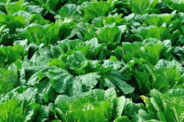 Yeşil Çin lahanası