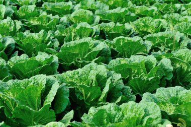 Yeşil Çin lahanası