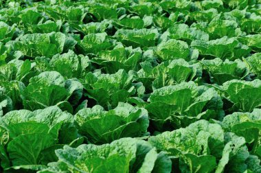 Yeşil Çin lahanası