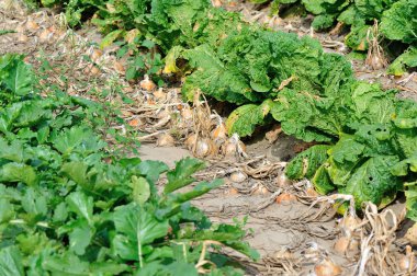 Çin lahanası ve soğan bitkileri