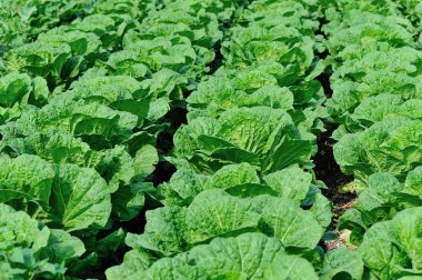 Yeşil Çin lahanası