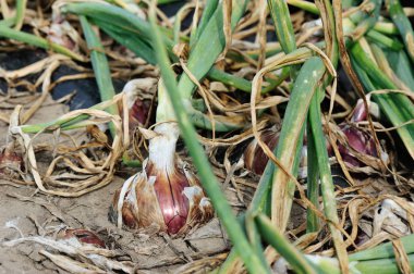 Kırmızı soğan bitkileri