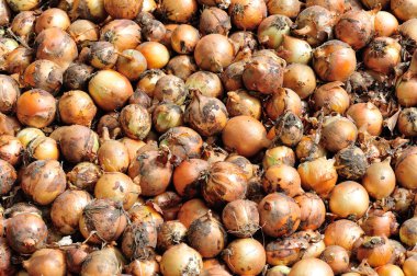 soğan kırpma yığını