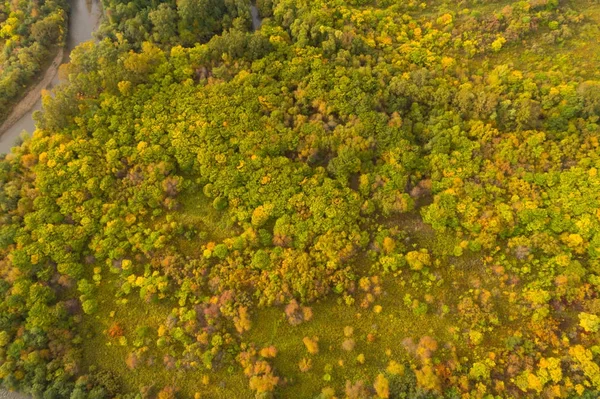 Autumnal forest landscape — Stock Photo, Image