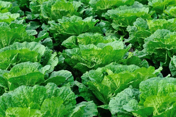 Green chinese cabbage — Stock Photo, Image