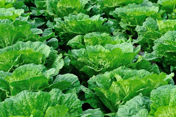 Green chinese cabbage — Stock Photo, Image