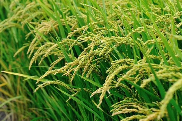 Plantas de arroz en el campo — Foto de Stock