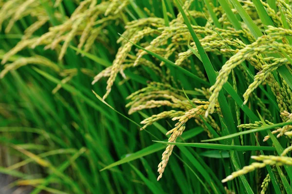 Plantas de arroz en el campo — Foto de Stock