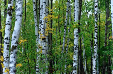 Beyaz huş ağaçları