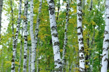 Beyaz huş ağaçları