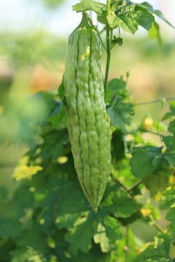 acı kavun Garden'da büyüyen, Görünümü Kapat