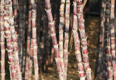 şeker kamışı bitki olmayacak alan