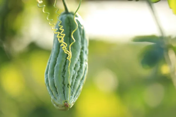 Bitter Melon Growing Garden Close View — Stock Photo, Image