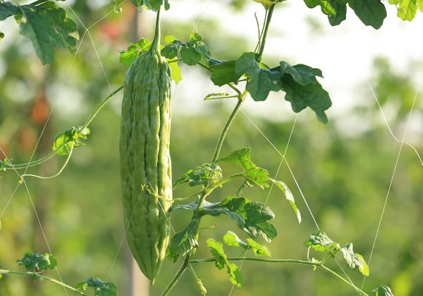 Bitter Melon Growing Garden Close View — Stock Photo, Image