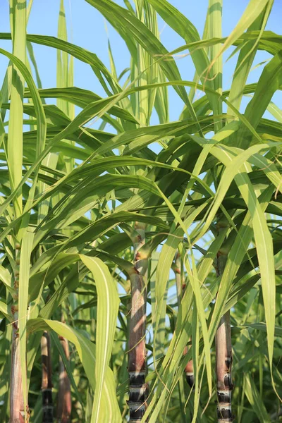 Rośliny trzciny cukrowej w dziedzinie — Zdjęcie stockowe
