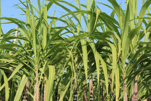 Sugarcane plants at field — Stock Photo, Image