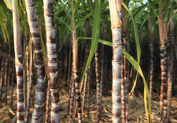 Piante di canna da zucchero a campo — Foto Stock