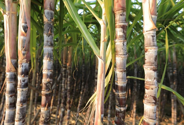 Сахарный тростник растений на поле — стоковое фото