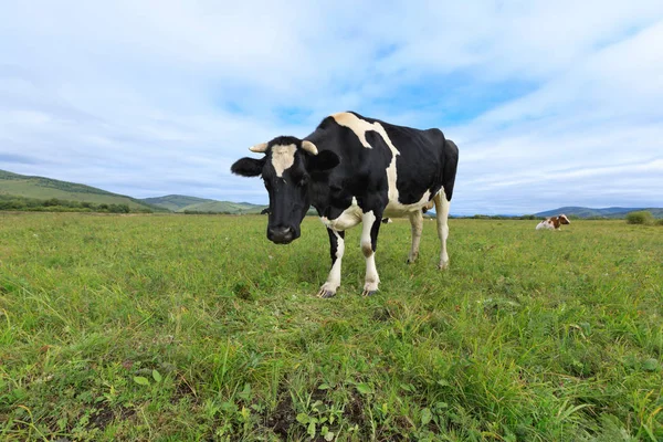 Látszó Fényképezőgép Legelő Kíváncsi Tehén — Stock Fotó