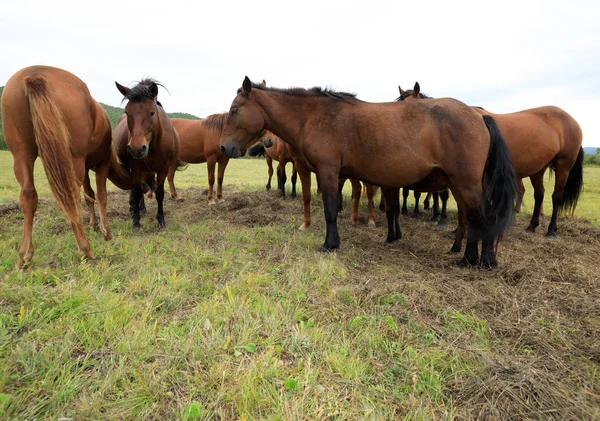 Horses on green meadow — Stock Photo, Image