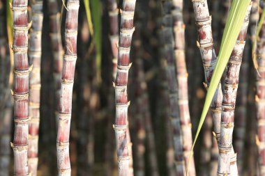 şeker kamışı bitki olmayacak alan