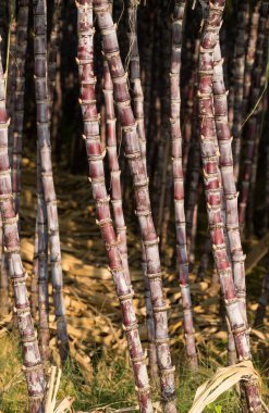 şeker kamışı bitki olmayacak alan