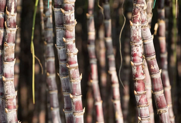 Plantas de caña de azúcar en el campo — Foto de Stock