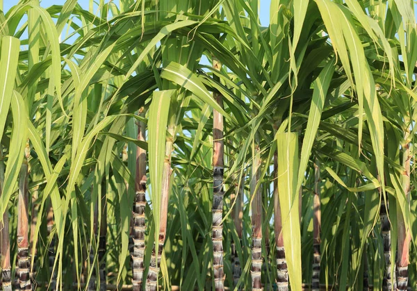 Plantas de caña de azúcar en el campo — Foto de Stock