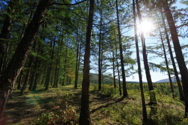 Çam ormanında gün doğumu
