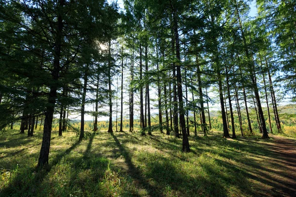 Estrada Terra Pinhal Durante Nascer Sol — Fotografia de Stock